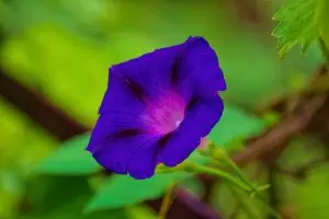 ИПОМЕЯ — ВНИМАНИЕ